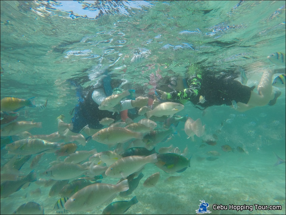 Cebu Hilutungan & Nalusuan island hopping tour on 14 Feb 2020